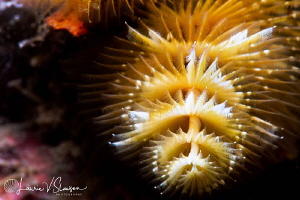 Christmas Tree Worm/Photographed with a 100 mm macro lens... by Laurie Slawson 